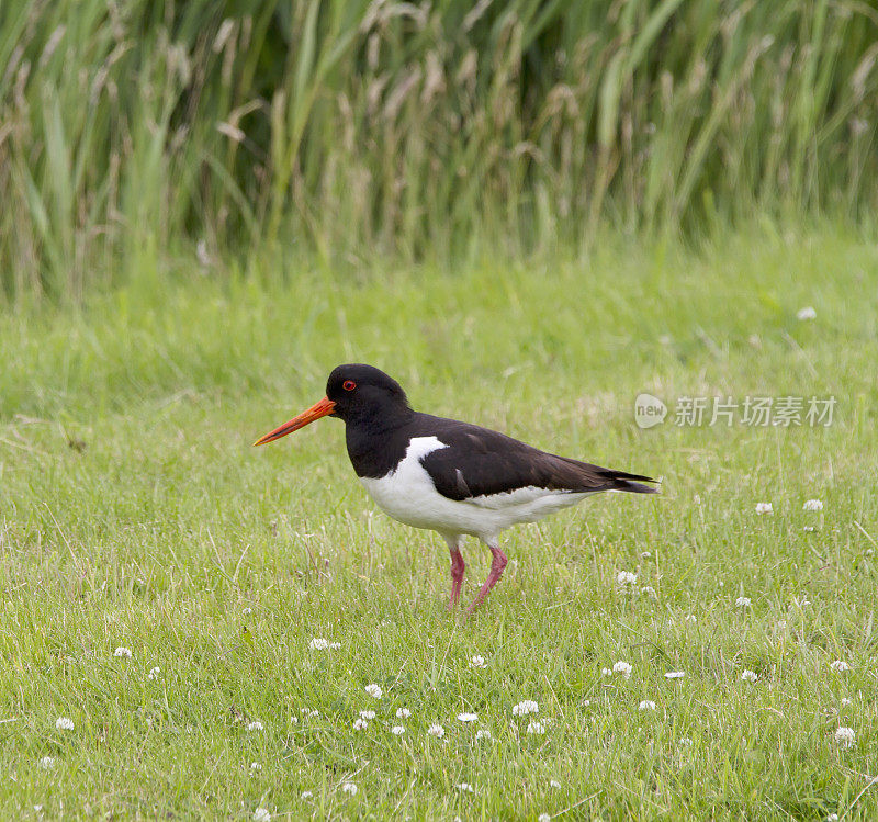 捕牡蛎者(oematopus ostralegus)